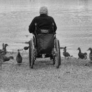 Homme âgé en fauteuil roulant près d'un lac donnant du pain aux canards